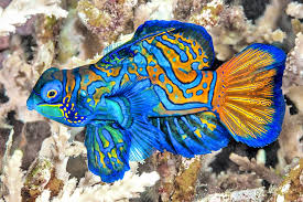 Mandarin Fish